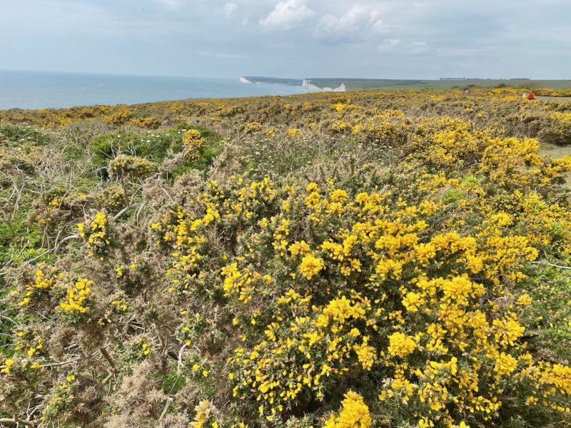 South Downs Way. Image © PlanetSKI